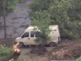 В Кривом Роге во время грозы дерево упало на микроавтобус