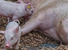 В Марганце объявили карантин: выявили африканскую чуму свиней