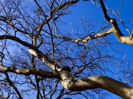 Жителю Кропивницка вылазка на дерево стоила жизни