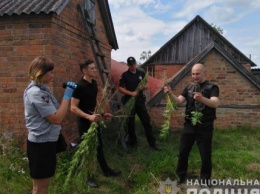 В Киевской области изъяли более 200 кустов наркозелья