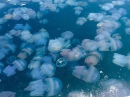 Азовское море утопает в огромных медузах: Арабатская стрелка поражает подводным миром (Видео)