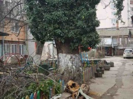 В центре Одессы рухнувшее дерево чуть не погубило детей - местные жители винят коммунальщиков