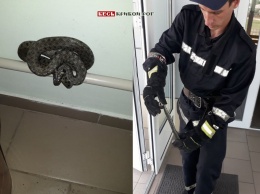 Посетителей одной из амбулаторий Кривого Рога «атаковала» змея - пришлось вызывать спасателей