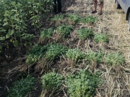 На Днепропетровщине фермер прятал марихуану среди подсолнечника