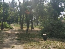 В Никополе активисты остановили вырубку деревьев в парке Победы