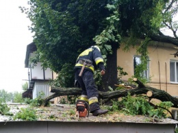 В Днепре дерево упало на гараж и автомобиль