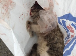 В Николаеве мужчина на глазах у детей расстрелял кота - в ситуацию вмешался Илья Кива