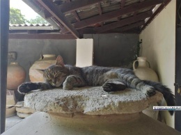 В Керченском музейном дворике живет кошка с именем дочери Зевса