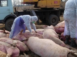 В Болграде принимают меры по профилактике африканской чумы свиней