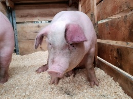 Возле села Знаменовка на дороге нашли туши мертвых свиней, которые заболели чумой