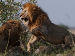 Львы из васильевского зоопарка удивили посетителей громким мурчанием (ВИДЕО)