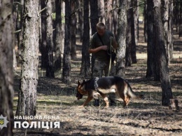Пропавшую в лесу под Николаевом девочку нашла служебная овчарка
