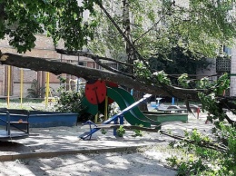 В Полтаве часть клена рухнула на горку на детской площадке (фото)