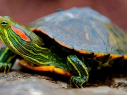 На Днепропетровщине заводчики выбросили экзотических черепах