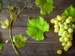 Польза и вред винограда: кому опасно есть эти ягоды