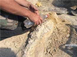 Под Керчью нашли останки кита-цитатерия возрастом 10 миллионов лет