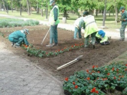 Еще зеленее и наряднее: В этом году в Кривом Роге высадили около 800 деревьев и 1000 роз