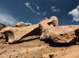 На Виннитчине нашли останки вымершего шерстистого носорога