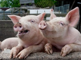 Село на Полтавщине терроризирует сотня одичавших свиней из-за имущественного спора двух человек (ВИДЕО)