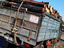 На Херсонщине полиция проверяет законность перевозки лесоматериалов