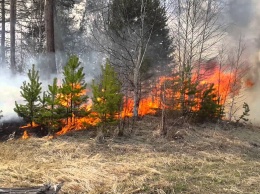 Дети спасли лес от большого пожара в Песчанке