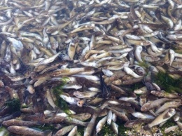Экологическая катастрофа: под Днепром массовый мор рыбы из-за опасного выброса