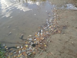В реке под Житомиром выявили массовую гибель рыбы