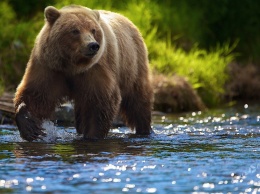 В Одессу едет бурый медведь из Винницы