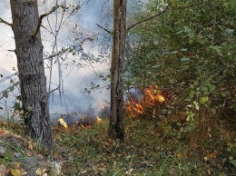 Лесной пожар под Житомиром охватил уже 100 гектаров