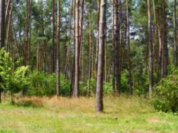 Прокуратура Киевской области через суд вернула государству 2,7 га леса