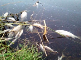 На Днепропетровщине массово вымирает рыба: что происходит (Фото)