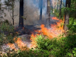 Пожароопасный период в Крыму: до 1 октября посещение леса и разведение костров запрещены