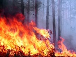 Сожгла 14 га леса, чтобы отомстить леснику: суд избрал наказание злоумышленнице