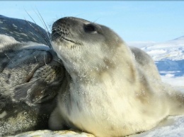 Придумайте имя. Полярники нашли первого тюлененка - яркие фото