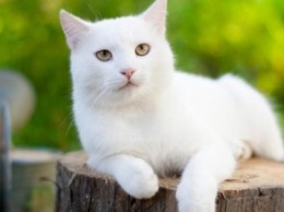 На Днепропетровщине домашняя кошка два дня просидела в 8-метровом колодце, держась за палку (ВИДЕО)