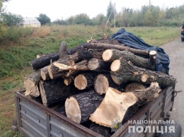 В Петропавловском районе полиция поймала мужчину, который пилил лес на дрова