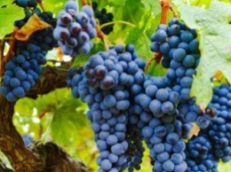 Почему виноград нужно есть с косточками