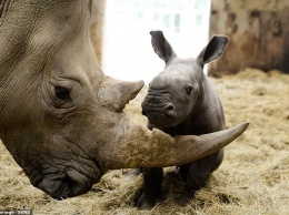 Очень милый и совсем беззащитный: в Британии показали новорожденного носорога (ФОТО)