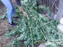 В Миргороде детективы Нацполиции обнаружили более 6,5 кг наркосырья в хозяйстве местного жителя