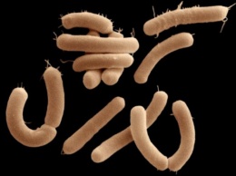 Разные виды микробов в кишечнике человека научились образовывать слаженные "команды"