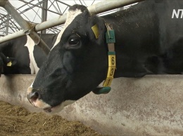 На британской ферме коров "подключили" к сети 5G (видео)