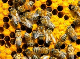 Ученые раскрыли уникальные свойства меда: заменит многие лекарства