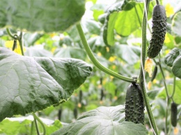 Крымские аграрии собрали 35 тыс тонн овощей