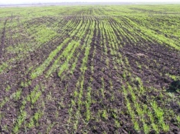 Засуха в Украине поразила около 50% посевов озимых - эксперты
