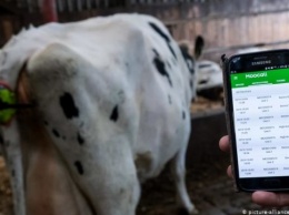 Об отеле своих коров немецкий фермер узнает из SMS