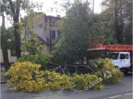 Сильный ветер в Одессе повалил пять деревьев