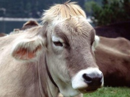 В Японии умерла первая клонированная корова
