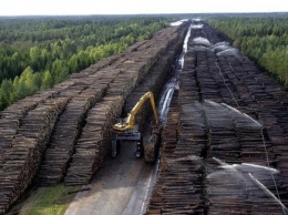 Безвиз для украинского леса: кто и как выводит деньги - черная бухгалтерия