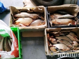 Измаильские копы поймали 35 кило рыбы на трассе Одесса - Рени