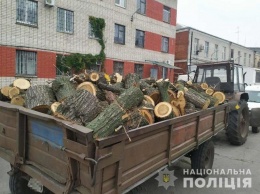 Под Днепром полиция остановила трактор с прицепом срубленного дуба, - ФОТО